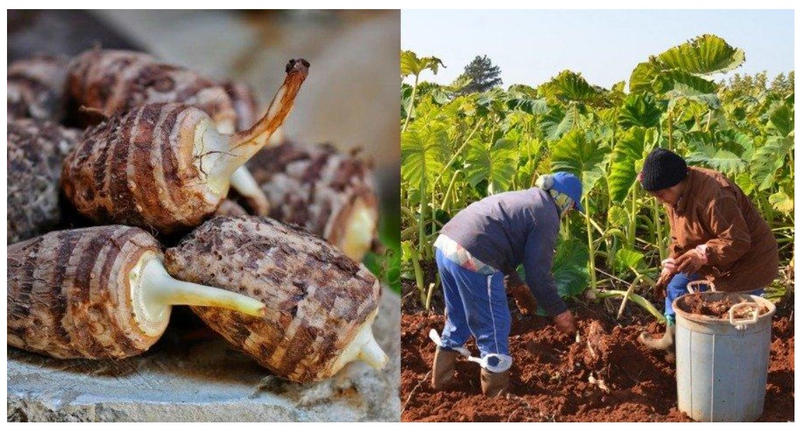 Κολοκάσι: Η Υπερτροφή, ο σωστός τρόπος κατανάλωσης και ο κρυφός κίνδυνος
